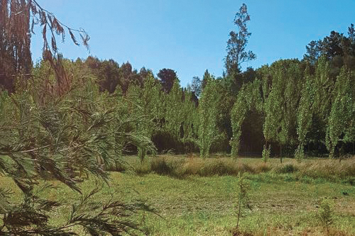 Camping El Chequén